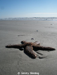 Starfish on St. Augustine Beach, FL by Jimmy Sterling 